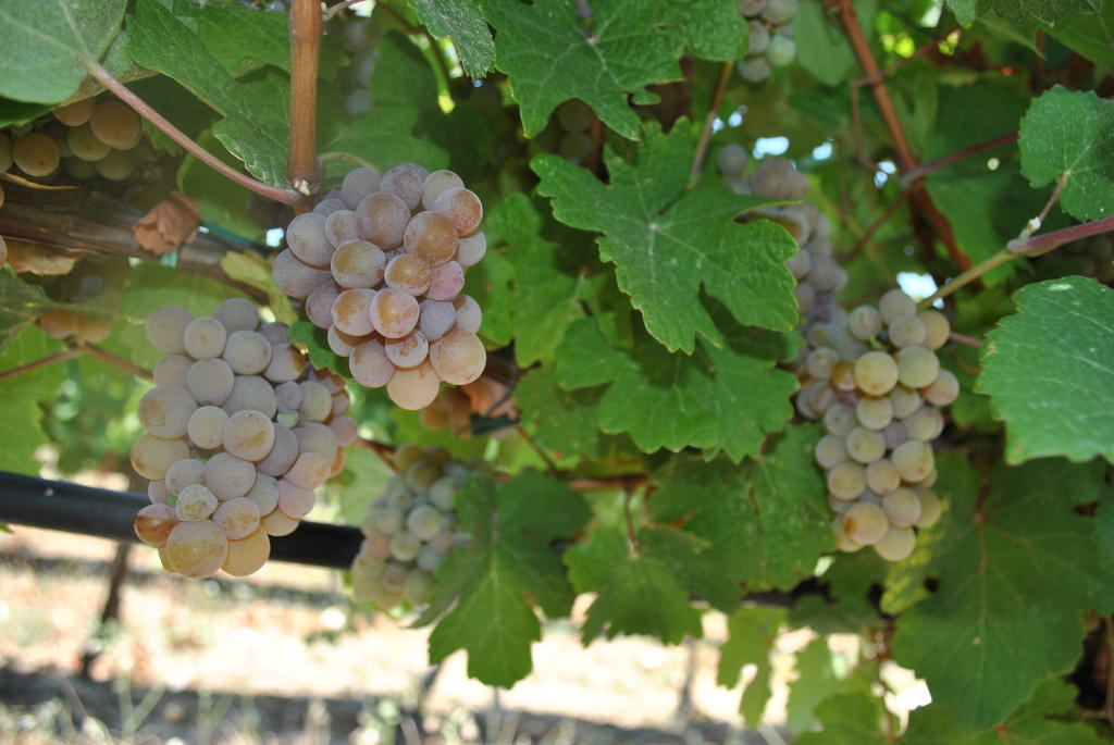 aliki beatch rira vineyards