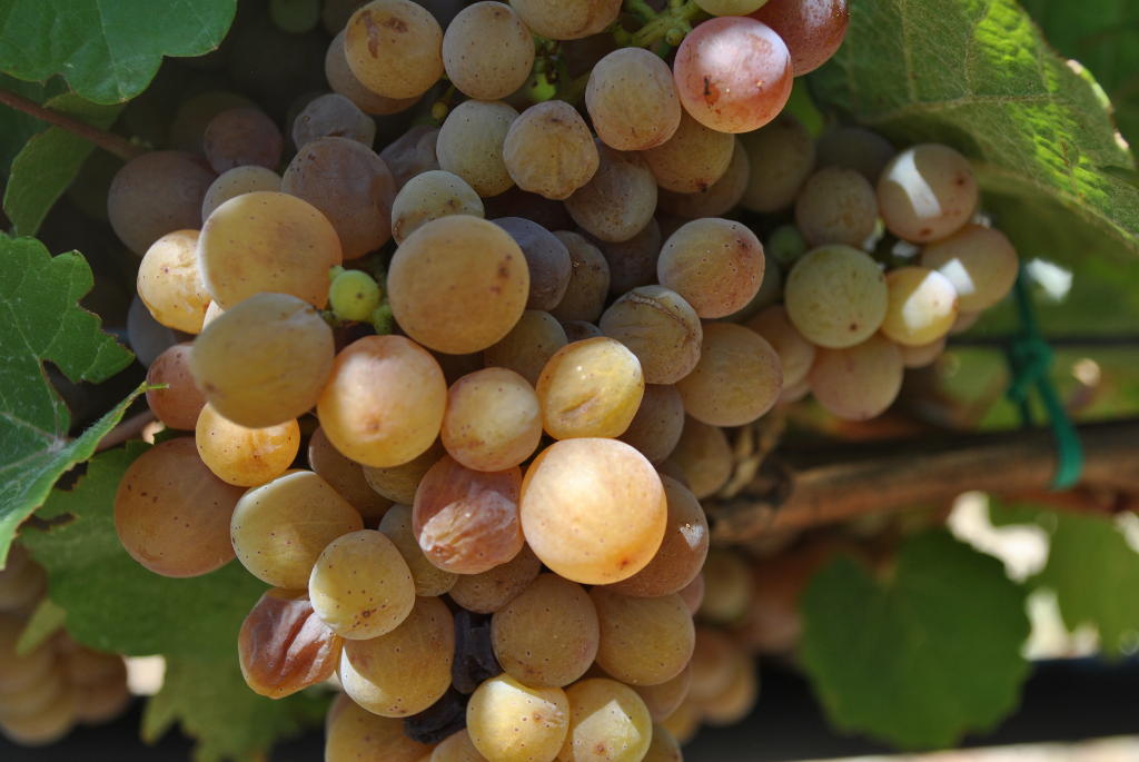 aliki beatch rira vineyards