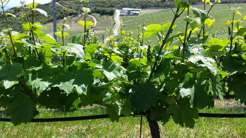 debudding in rira vineyards