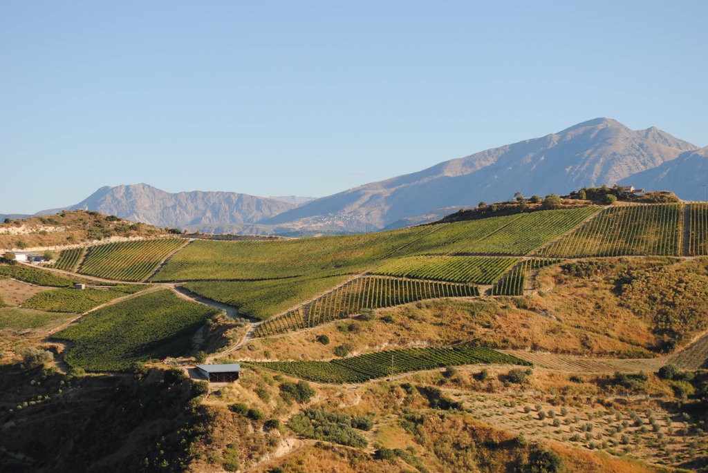 aliki beatch rira vineyards