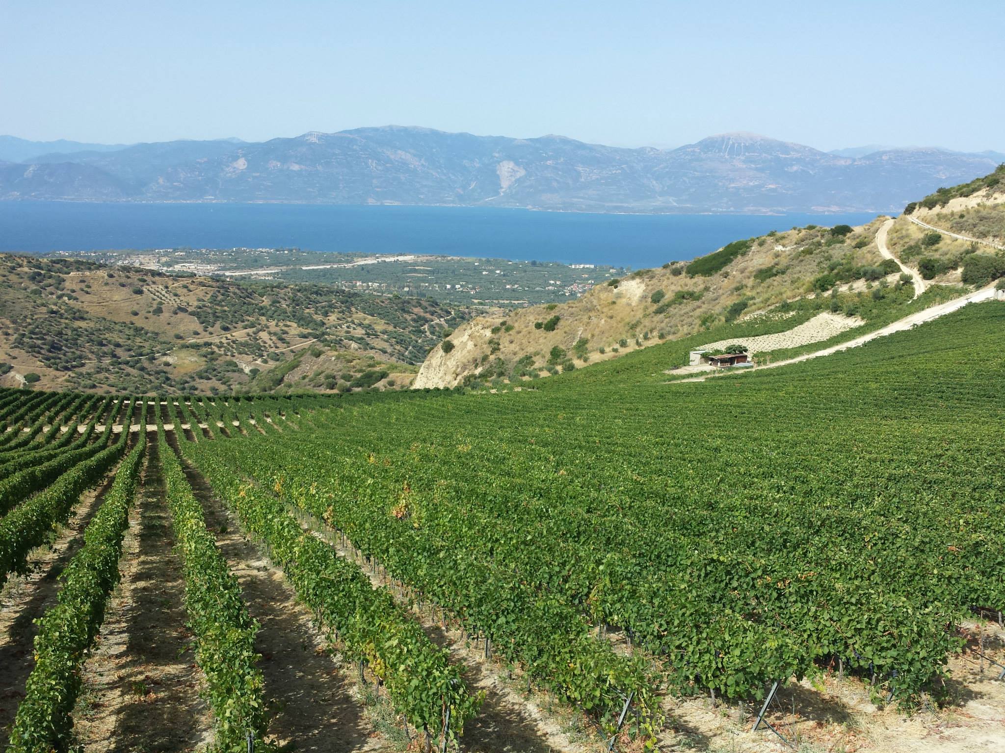 rira vineyards